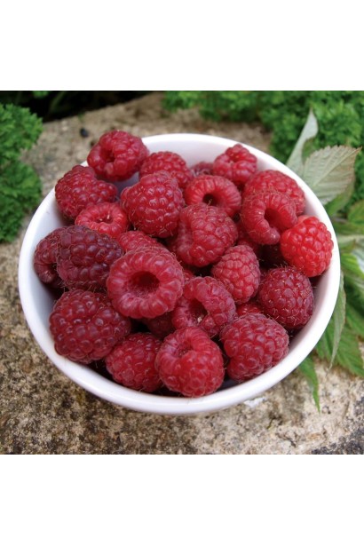 Малина ремонтантна Геркулес